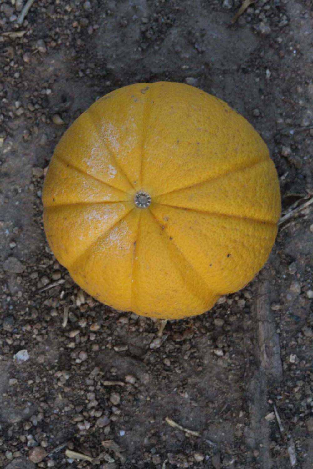            Fruit (Riverside, CA)   